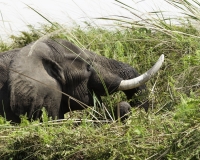 Elefante – Loxodonta africana – Elephant Foto AOK n. 4751