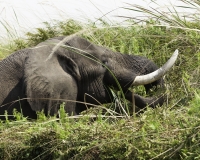 Elefante – Loxodonta africana – Elephant Foto AOK n. 4752