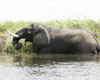 Elefante – Loxodonta africana – Elephant Foto AOK n. 4761