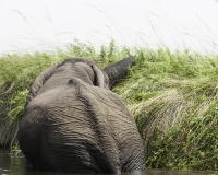 Elefante – Loxodonta africana – Elephant Foto AOK n. 4765