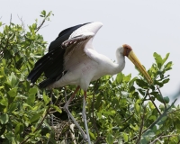Tantalo beccogiallo -  Mycteria ibis -Yellow billed storks Foto AOK n. 4798