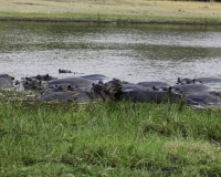 Ippopotamo - Hippopotamus amphibius – Hippopotamus Foto AOK n. 5168