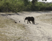 Elefante – Loxodonta africana – Elephant Foto AOK n. 5413