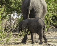 Elefante – Loxodonta africana – Elephant Foto AOK n. 5417