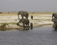 Elefante – Loxodonta africana – Elephant Foto AOK n. 5419