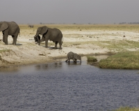 Elefante – Loxodonta africana – Elephant Foto AOK n. 5420