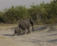 Elefante – Loxodonta africana – Elephant Foto AOK n. 5423