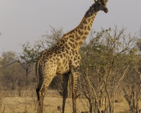 Giraffa - Giraffa camelopardalis – Giraffe Foto AOK n. 5437