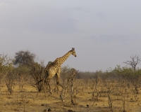 Giraffa - Giraffa camelopardalis – Giraffe Foto AOK n. 5438
