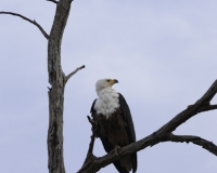 Aquila pescatrice - Haliaeetus vocifer - Eagle Fish Foto AOK n. 5446