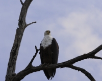 Aquila pescatrice - Haliaeetus vocifer - Eagle Fish Foto AOK n. 5448