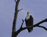 Aquila pescatrice - Haliaeetus vocifer - Eagle Fish Foto AOK n. 5452