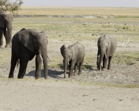 Elefante – Loxodonta africana – Elephant Foto AOK n. 5469