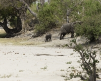 Elefante – Loxodonta africana – Elephant Foto AOK n. 5505