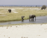 Elefante – Loxodonta africana – Elephant Foto AOK n. 5506