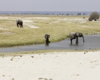 Elefante – Loxodonta africana – Elephant Foto AOK n. 5508