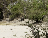 Elefante – Loxodonta africana – Elephant Foto AOK n. 5511