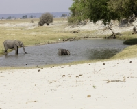 Elefante – Loxodonta africana – Elephant Foto AOK n. 5513