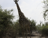 Giraffa - Giraffa camelopardalis – Giraffe Foto AOK n. 5515