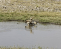 Pellicani – Pelecanus onocrotalus - Pelican Foto AOK n. 5525