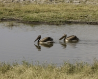 Pellicani – Pelecanus onocrotalus - Pelican Foto AOK n. 5528