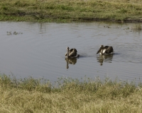 Pellicani – Pelecanus onocrotalus - Pelican Foto AOK n. 5529