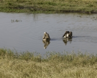 Pellicani – Pelecanus onocrotalus - Pelican Foto AOK n. 5530