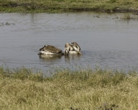 Pellicani – Pelecanus onocrotalus - Pelican Foto AOK n. 5531