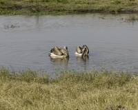 Pellicani – Pelecanus onocrotalus - Pelican Foto AOK n. 5532