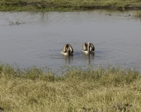 Pellicani – Pelecanus onocrotalus - Pelican Foto AOK n. 5533