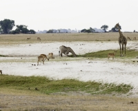 Giraffa - Giraffa camelopardalis – Giraffe Foto AOK n. 5554