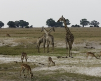 Giraffa - Giraffa camelopardalis – Giraffe Foto AOK n. 5555