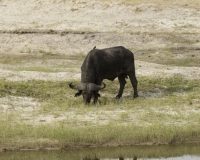 Bufalo nero – Syncerus Caffer - Buffalo Foto AOK n. 5566