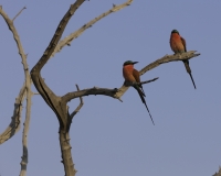 Gruccione carminio - Merops nubicoides - Southern Carmine Bee-eater Foto AOK n. 5593