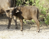 Bufalo nero – Syncerus Caffer - Buffalo Foto AOK n.- 5605