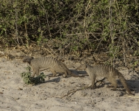 Mangusta striata– Mungos mungos – Banded Monngose Foto AOK n. 5613