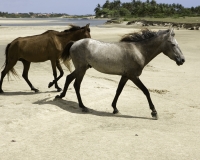 Cavalli sulla spiaggia prima di Tatajuba Foto n. 7878