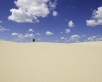 Palma sulle dune nel parco dei  piccoli Lençois Maranhenses Foto n. 8021