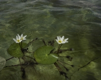 Fiore  sull\'acqua di una laguna  nel parco dei  Lençois Maranhenses Foto n. 8289
