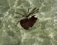 Fiore  sull\'acqua di una laguna  nel parco dei  Lençois Maranhenses Foto n. 8297