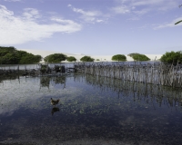 Cortile  di un contadino nel parco dei  Lençois Maranhenses vicino Santo Amaro Foto n. 8370