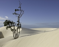 Albero sulle dune nel parco dei  Lençois Maranhenses vicino Betania Foto n. 8370