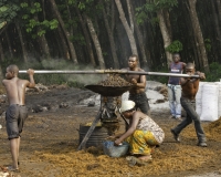 Produzione olio di palma dopo la città di Mbanga Foto n. 6857