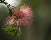 Fiore lungo la strada per Ekom Foto n. 6873