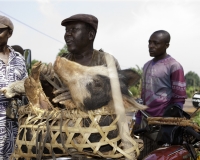 Trasporto maialino sulla strada per Bamenda Foto n. 7076