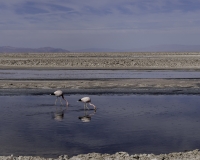 Laguna Chaxa  S. Pedro De Atacama oto . IGM1524