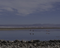 Laguna Chaxa  S. Pedro De Atacama oto . IGM1526