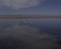 Laguna Chaxa  S. Pedro De Atacama oto . IGM1530