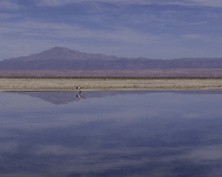 Laguna Chaxa  S. Pedro De Atacama oto . IGM1562