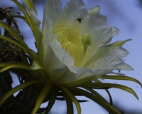 Cactus Trichocereus spachianus Foto n. POA2450